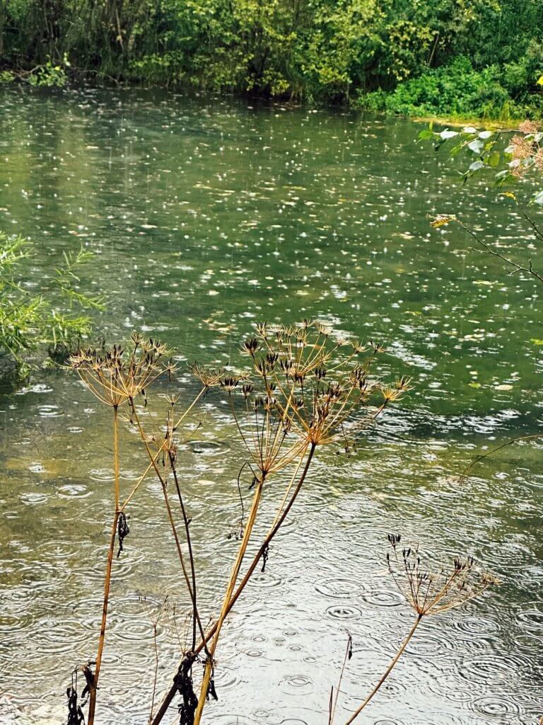 Matthias Maier | Forest pond in the rain