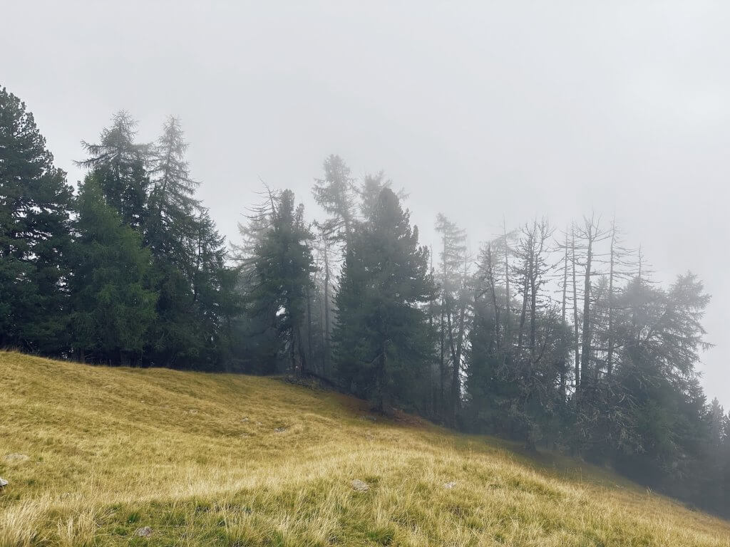 Matthias Maier | Clearing in the fog forest