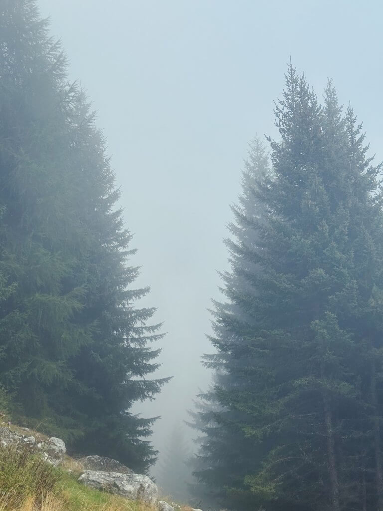 Matthias Maier | Misty forest