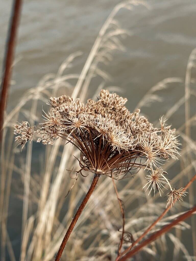 Matthias Maier | Wilted wild carrot