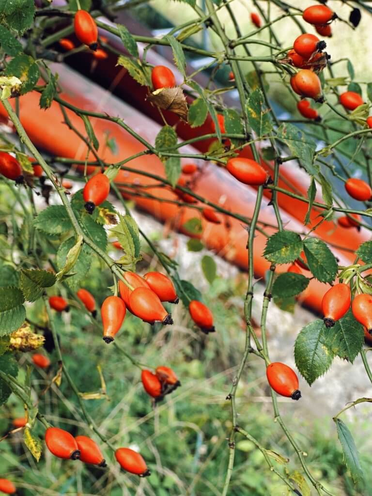 Matthias Maier | Rose hips