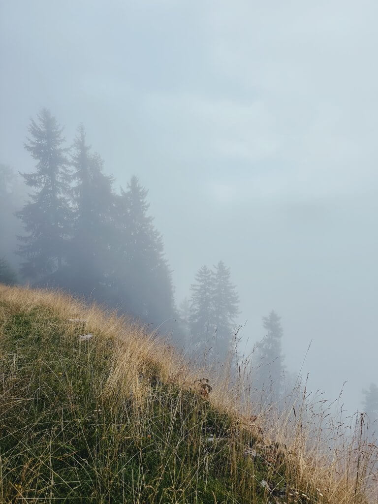 Matthias Maier | Pine trees in the fog