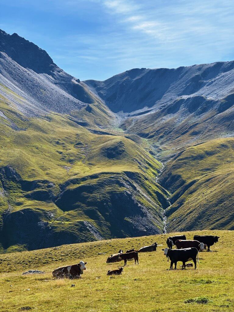 Matthias Maier | Alpine cows