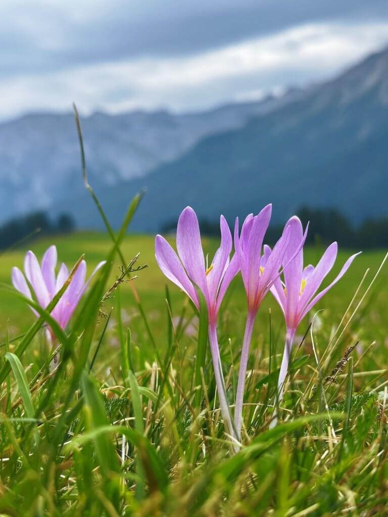 Matthias Maier | Autumn crocuses