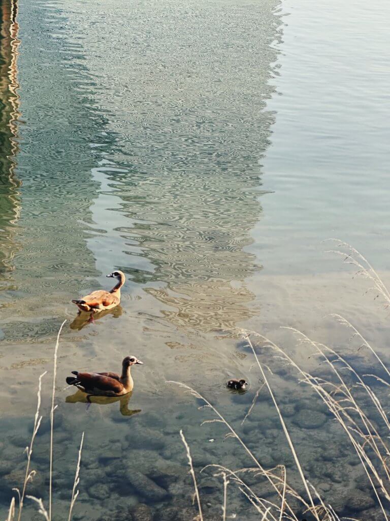 Matthias Maier | Egyptian Goose Family