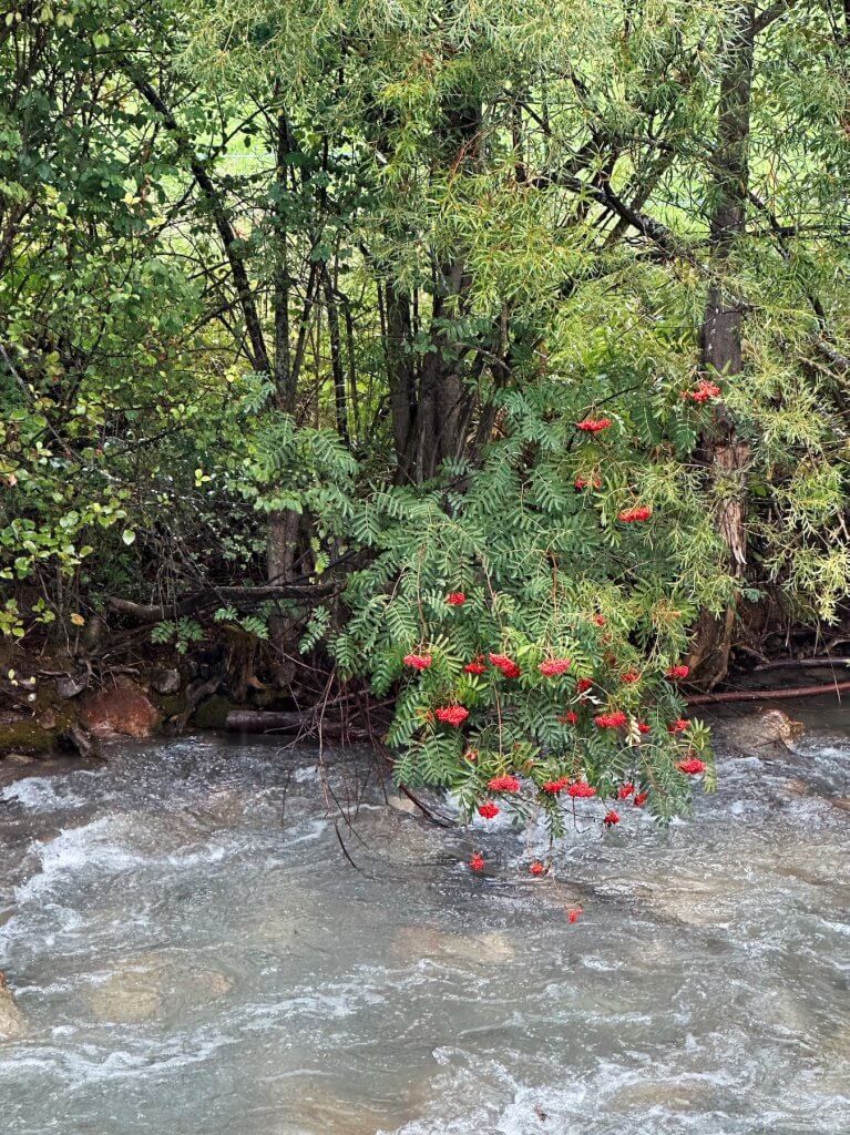 Matthias Maier | Rowan tree by the river