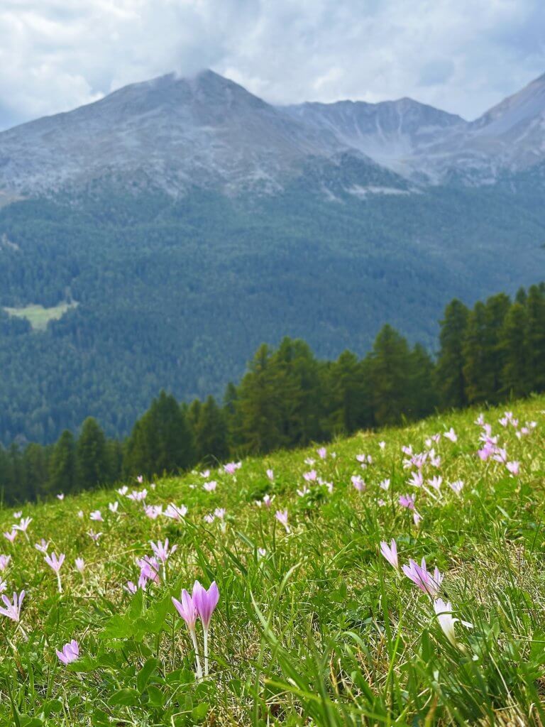Matthias Maier | Autumn crocuses meadow