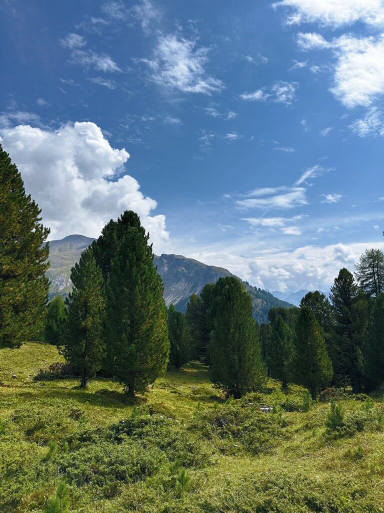 Matthias Maier | Swiss Pine trees