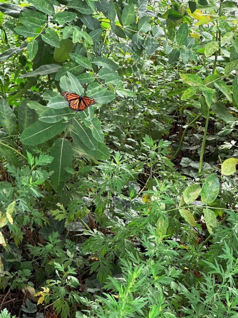 Matthias Maier | Butterfly