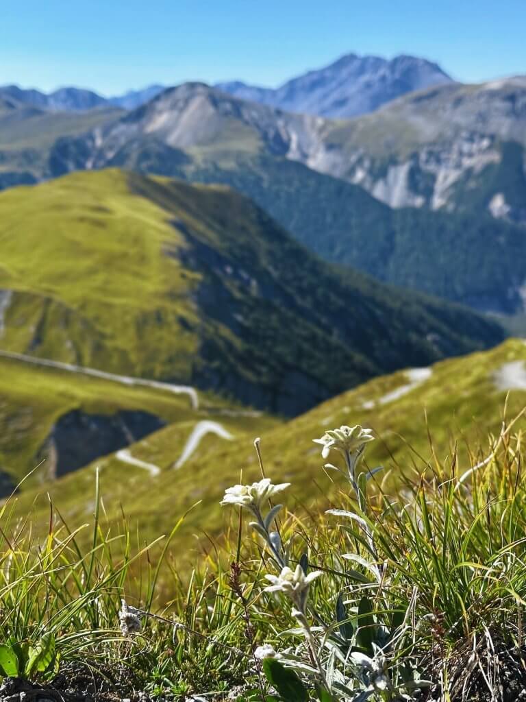 Matthias Maier | Edelweiss