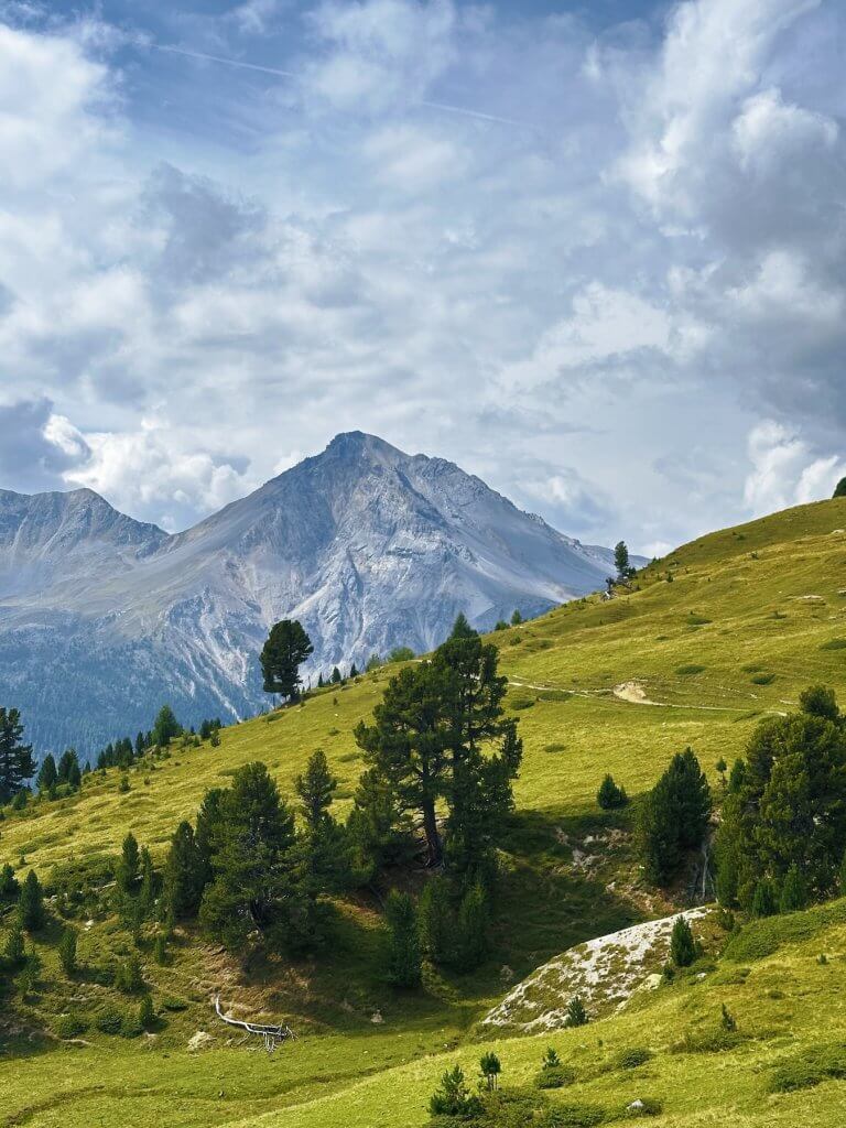 Matthias Maier | Swiss Pine Trees and mountain peaks