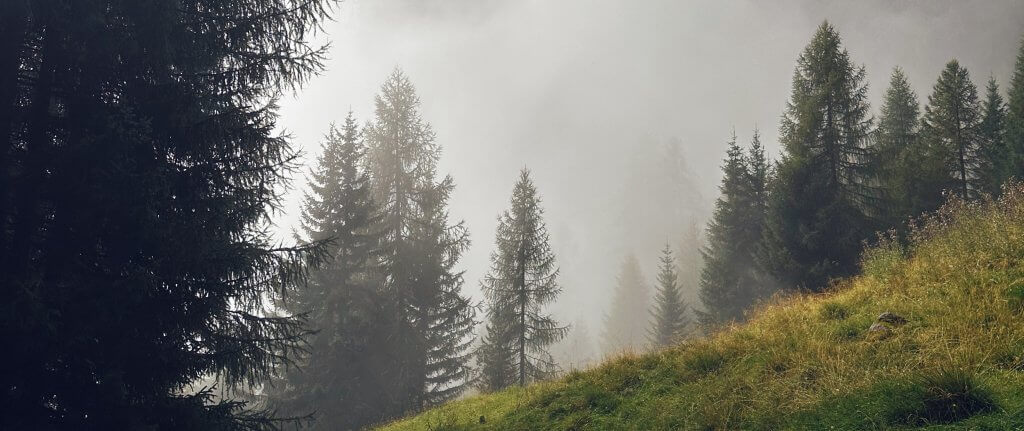 Matthias Maier | Stories | Week 35 2025 | Clouds and sunshine in the forest