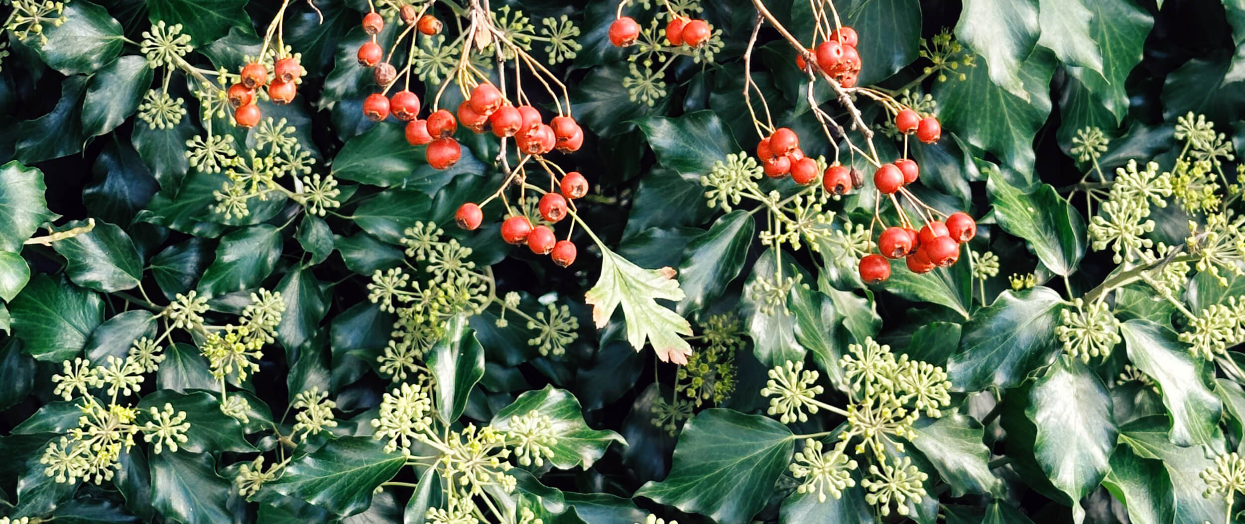 Matthias Maier | Stories / Week 37 2025 | Ivy blossoms and hawthorn berries