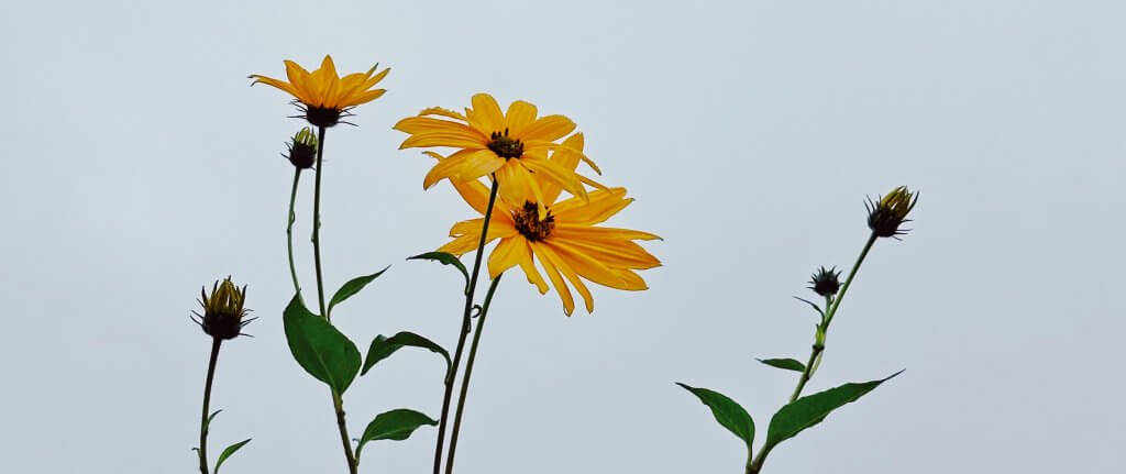 Matthias Maier | Stories | Week 39 2025 | Topinambur blossoms