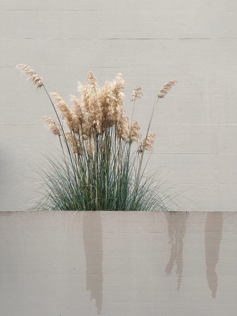 Matthias Maier | Pampas grass