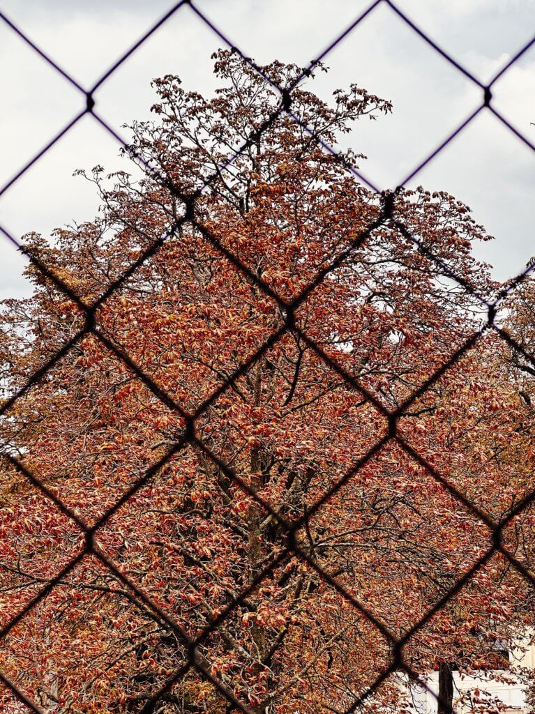 Matthias Maier | Chestnut trees