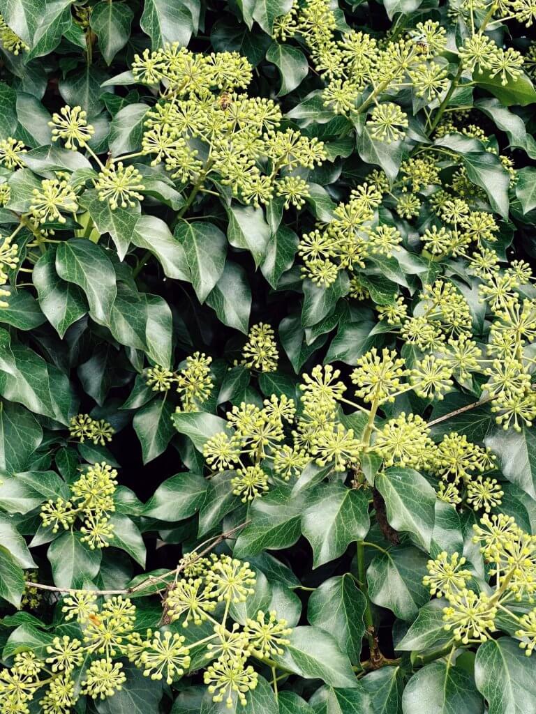 Matthias Maier | Ivy blossoms