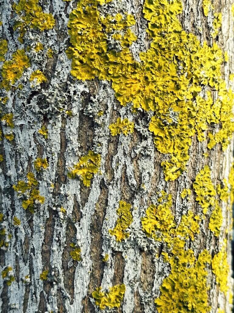 Matthias Maier | Beautiful yellow
