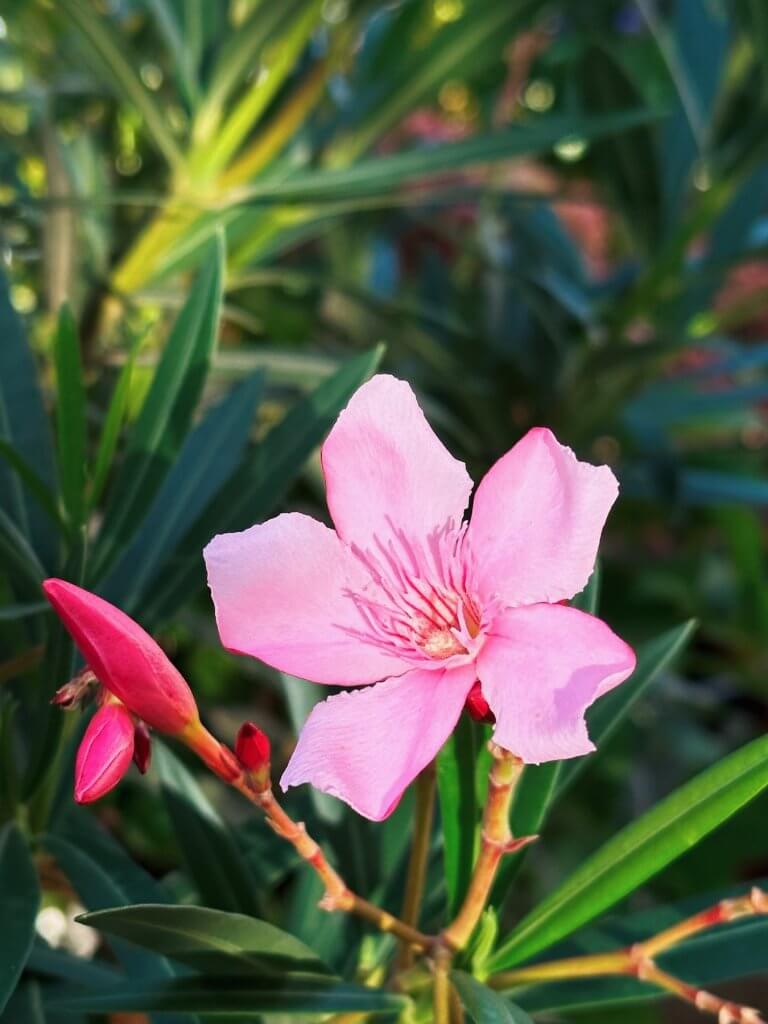 Matthias Maier | Oleander Blossom