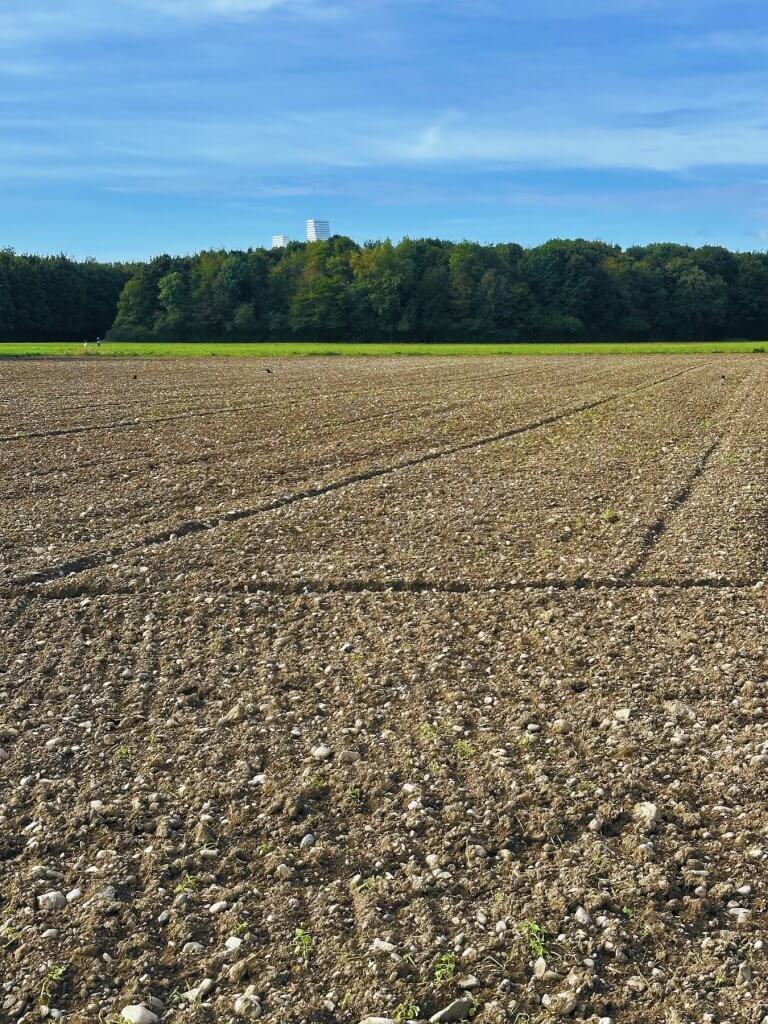 Matthias Maier | Harvested field