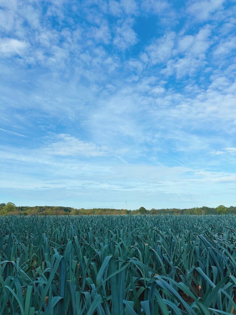 Matthias Maier | Leek field