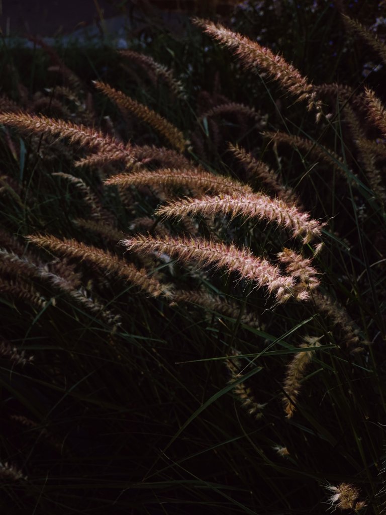 Matthias Maier | Sunbeam hits grass