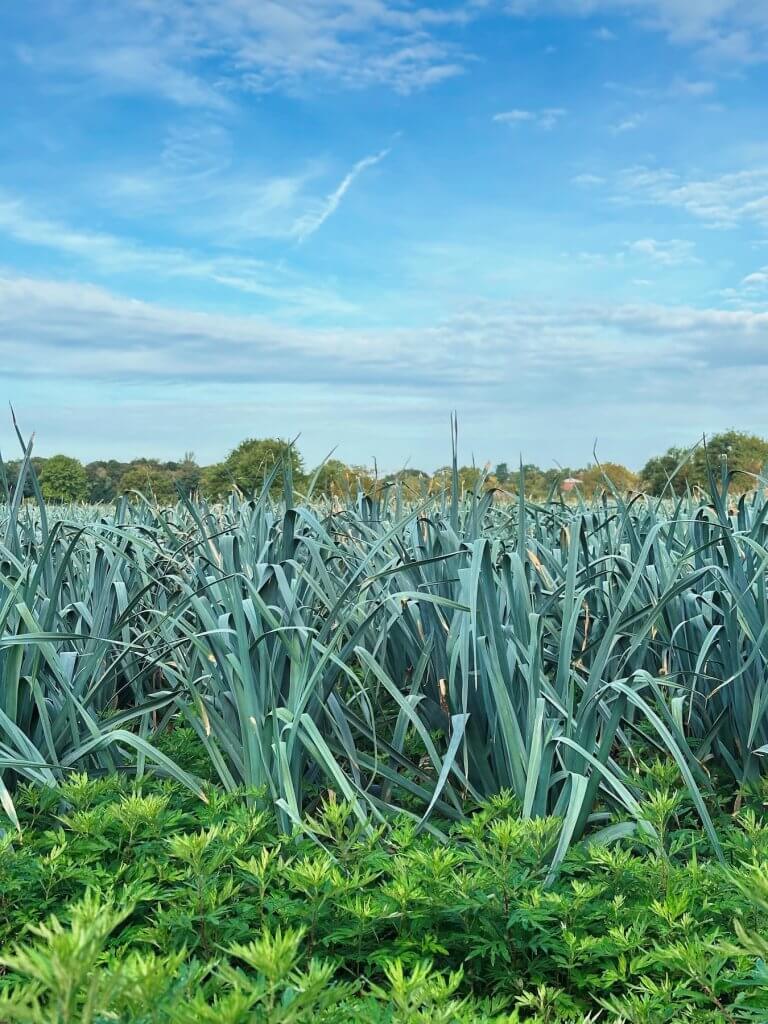 Matthias Maier | From green to blue