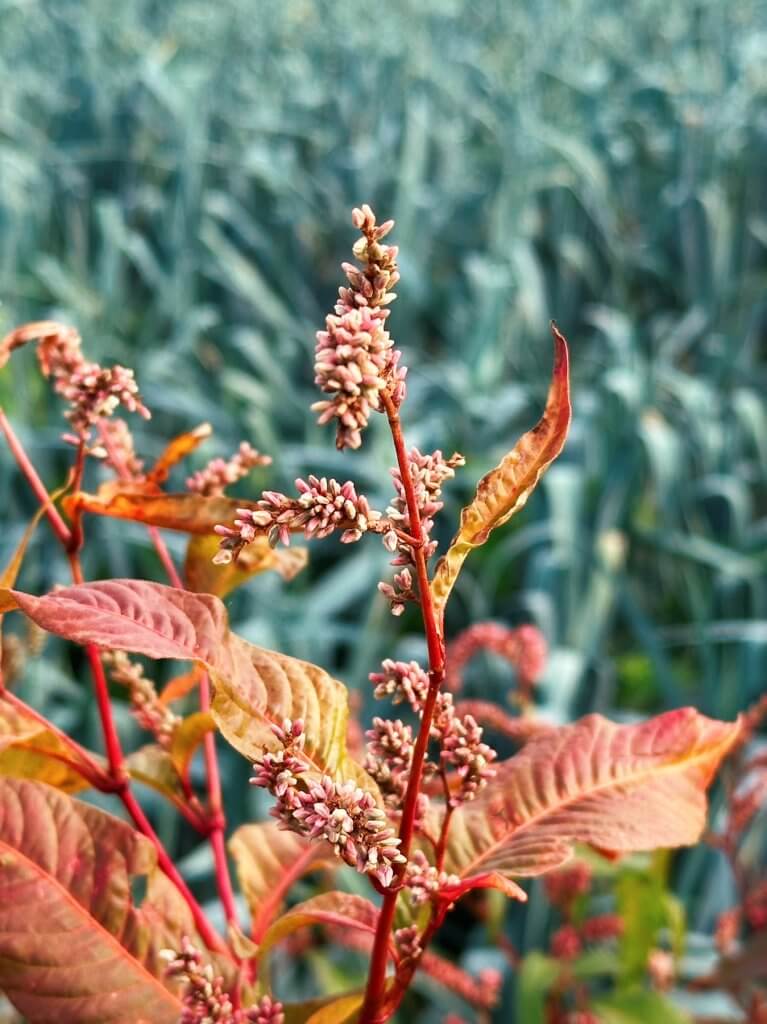 Matthias Maier | Pale Persicaria