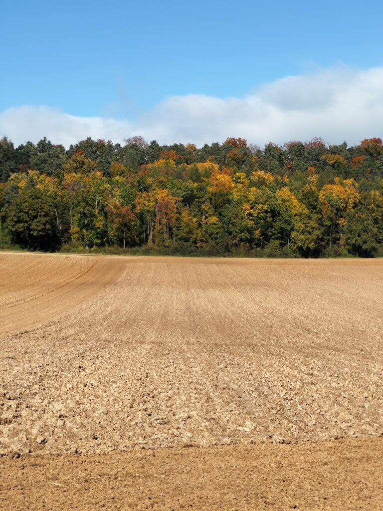 Matthias Maier | Resting field