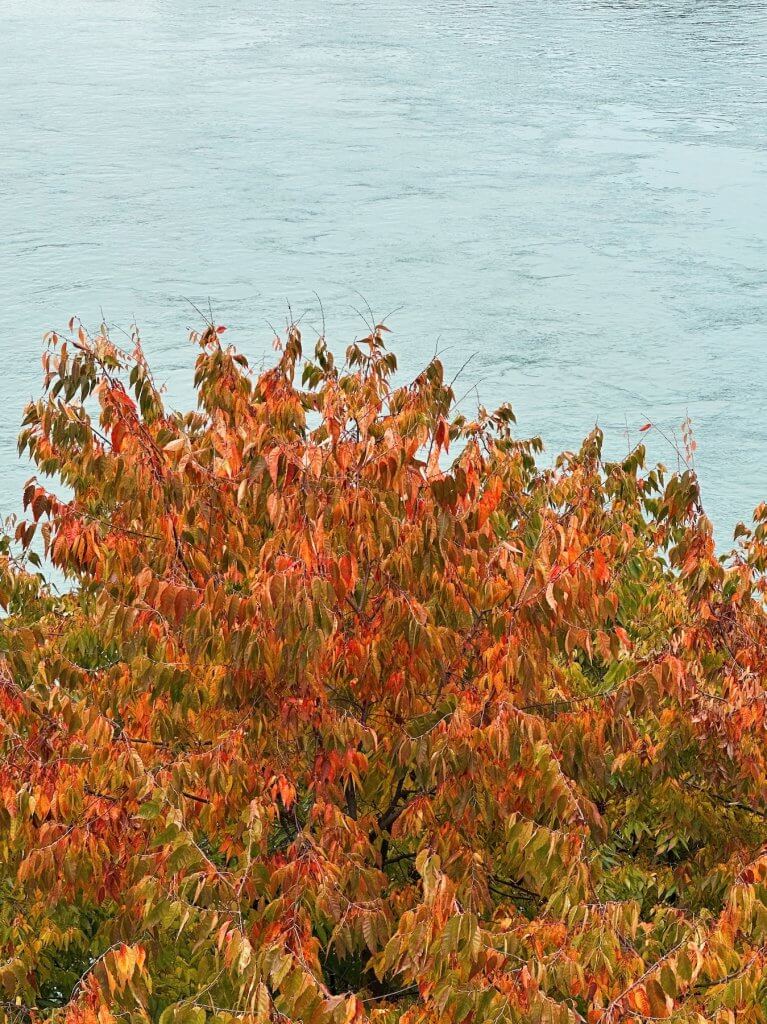 Matthias Maier | Fall foliage