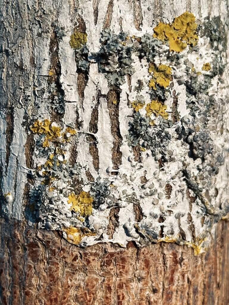 Matthias Maier | Bark art