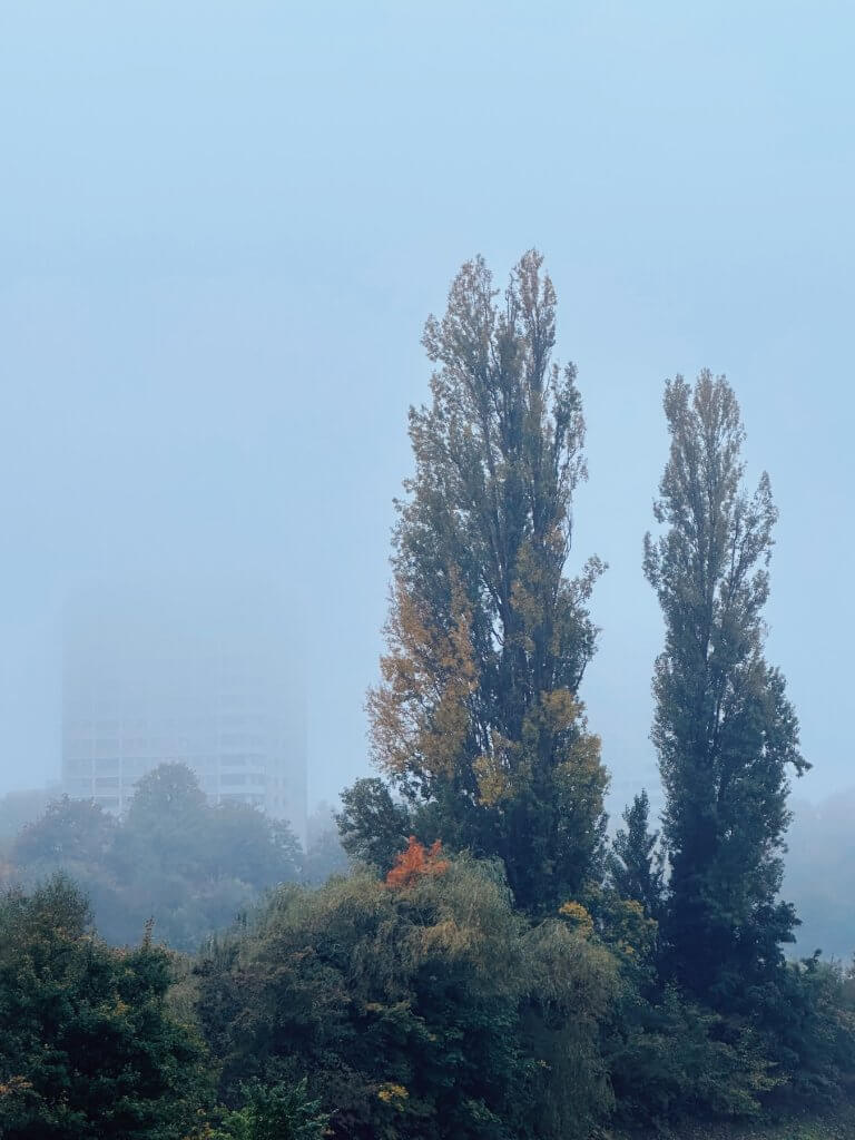 Matthias Maier | Poplars in the fog