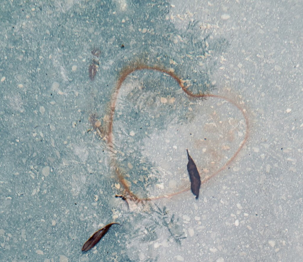 Matthias Maier | Stories | Week 41 2025 | Underwater love