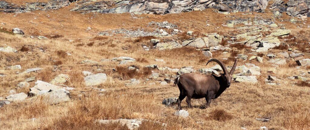 2025-42-01 Matthias Maier | Stories | Week 42 2025 | Alpine Ibex