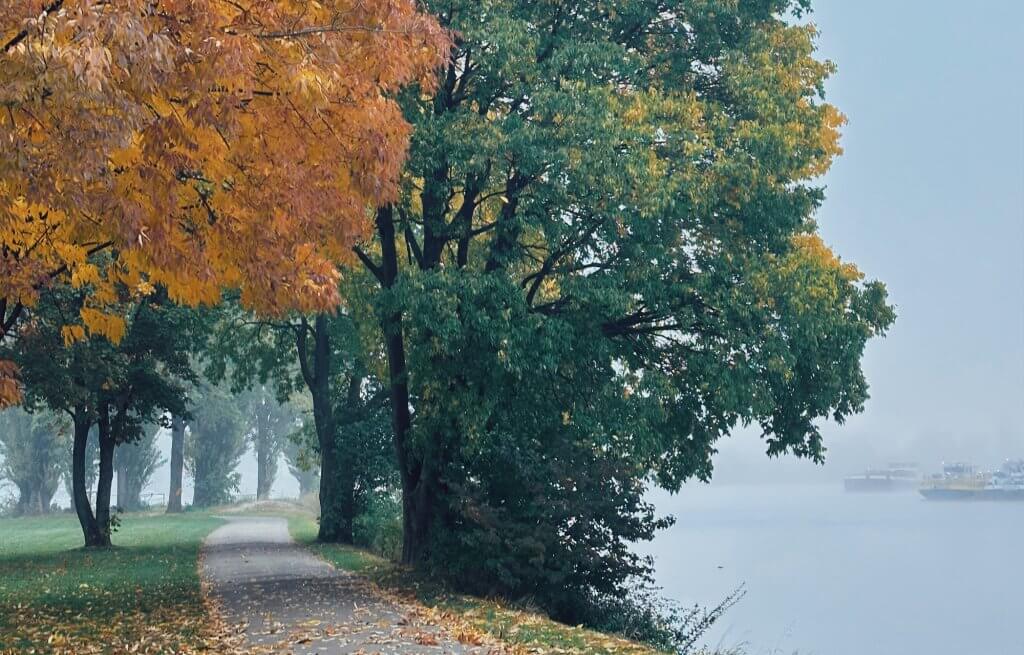 2025-42-03 Matthias Maier | Stories | Week 42 2025 | Colorful fall trees