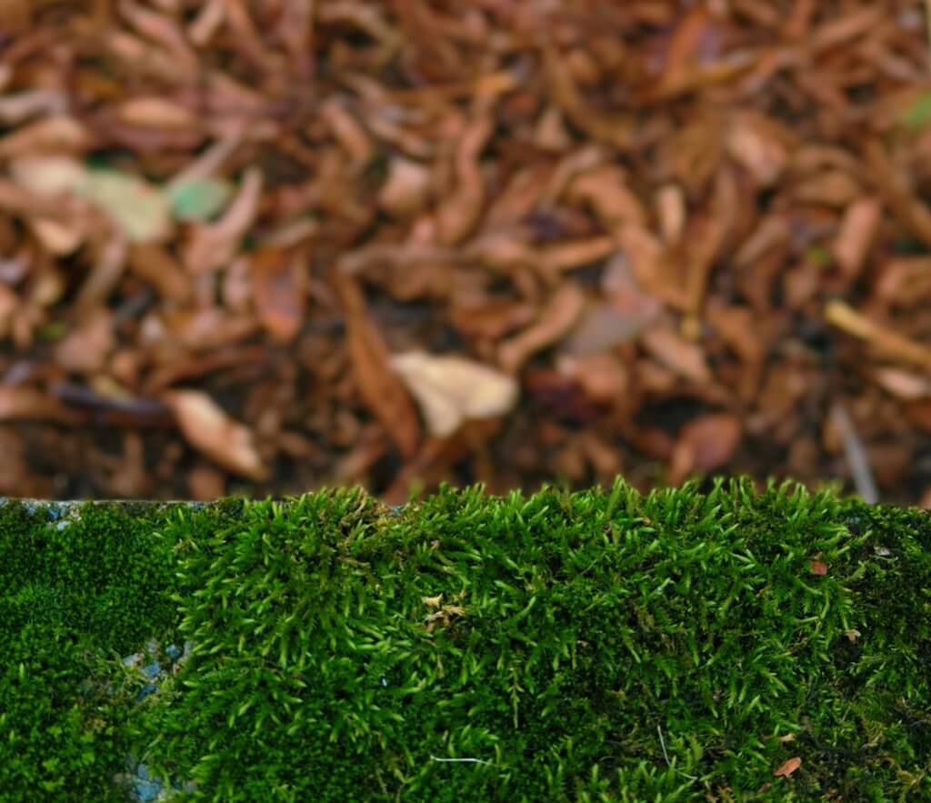 2025-43-03 Matthias Maier | Stories | Week 43 2025 | Moss and foliage