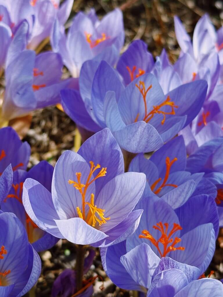 Matthias Maier | Saffron
