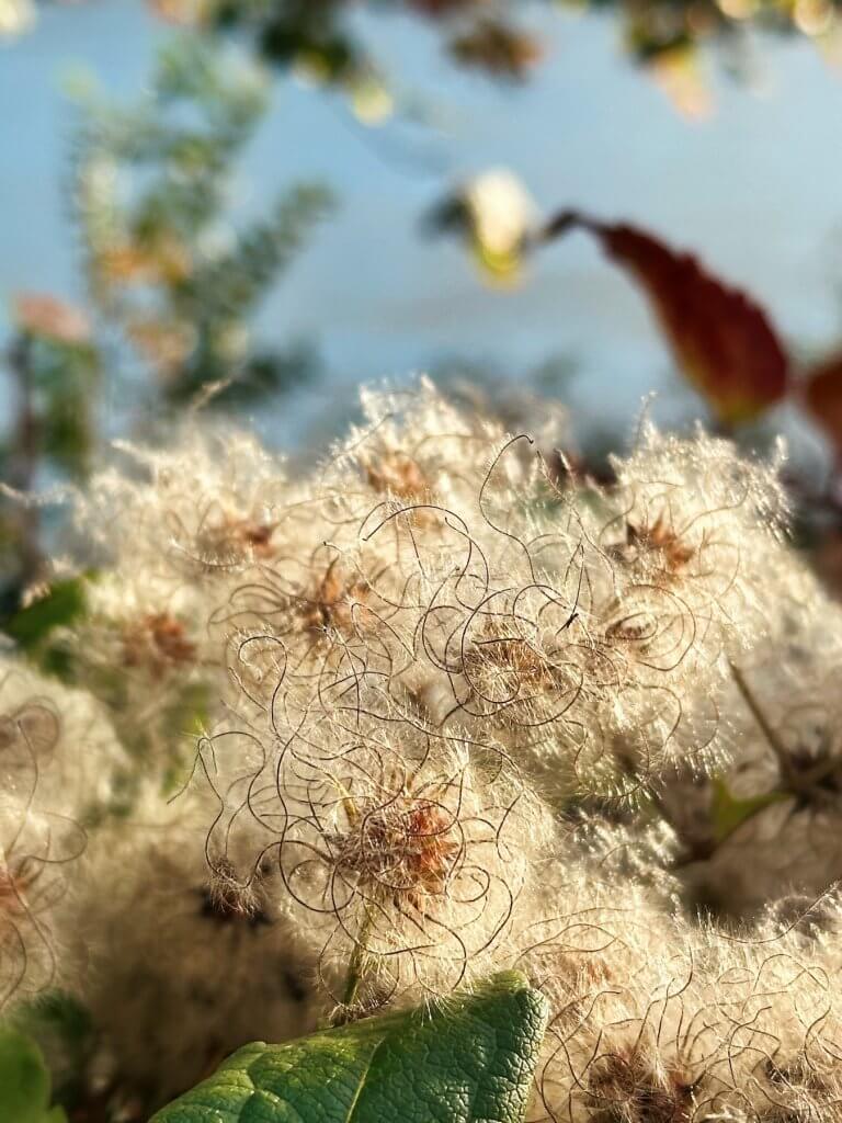 Matthias Maier | Fluffy