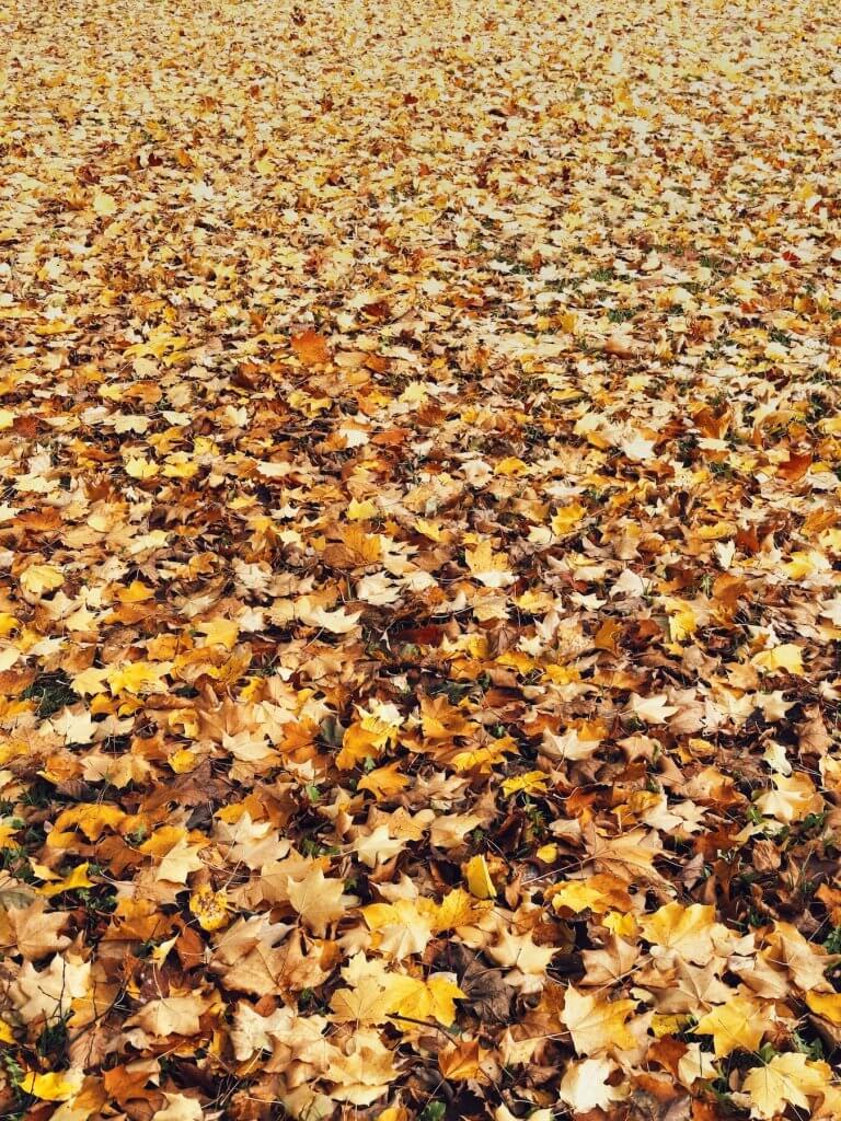 Matthias Maier | Carpet of leaves