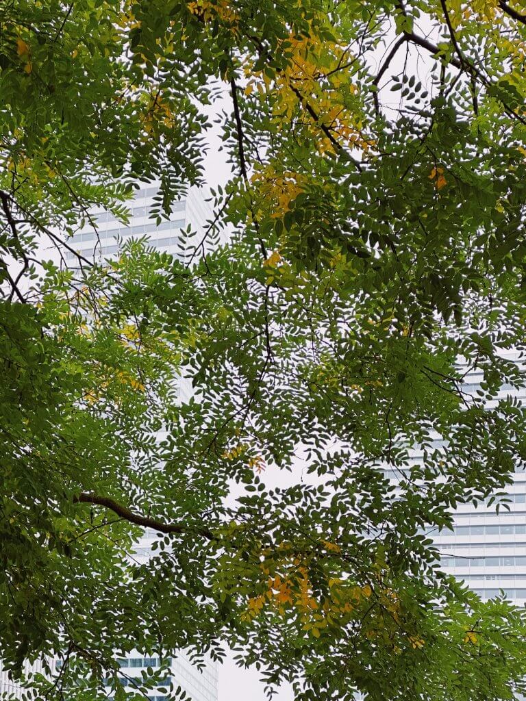 Matthias Maier | Leaves and stripes