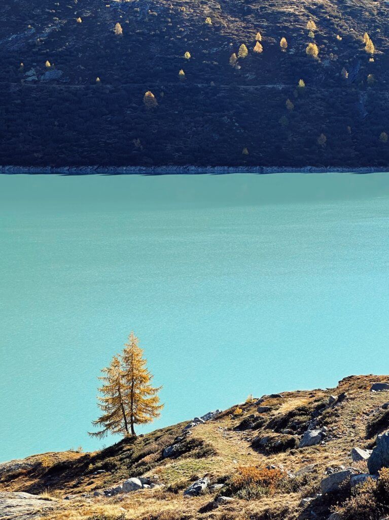 Matthias Maier | Larches at lake Mattmark