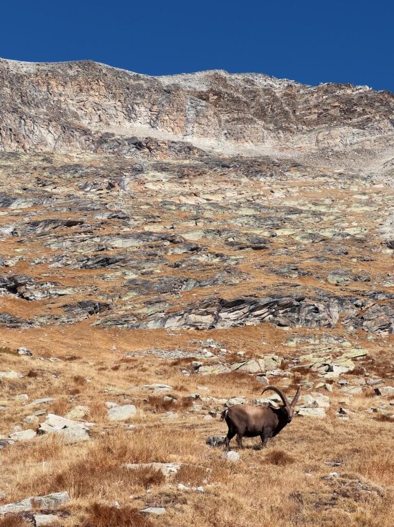 Matthias Maier | Alpine ibex