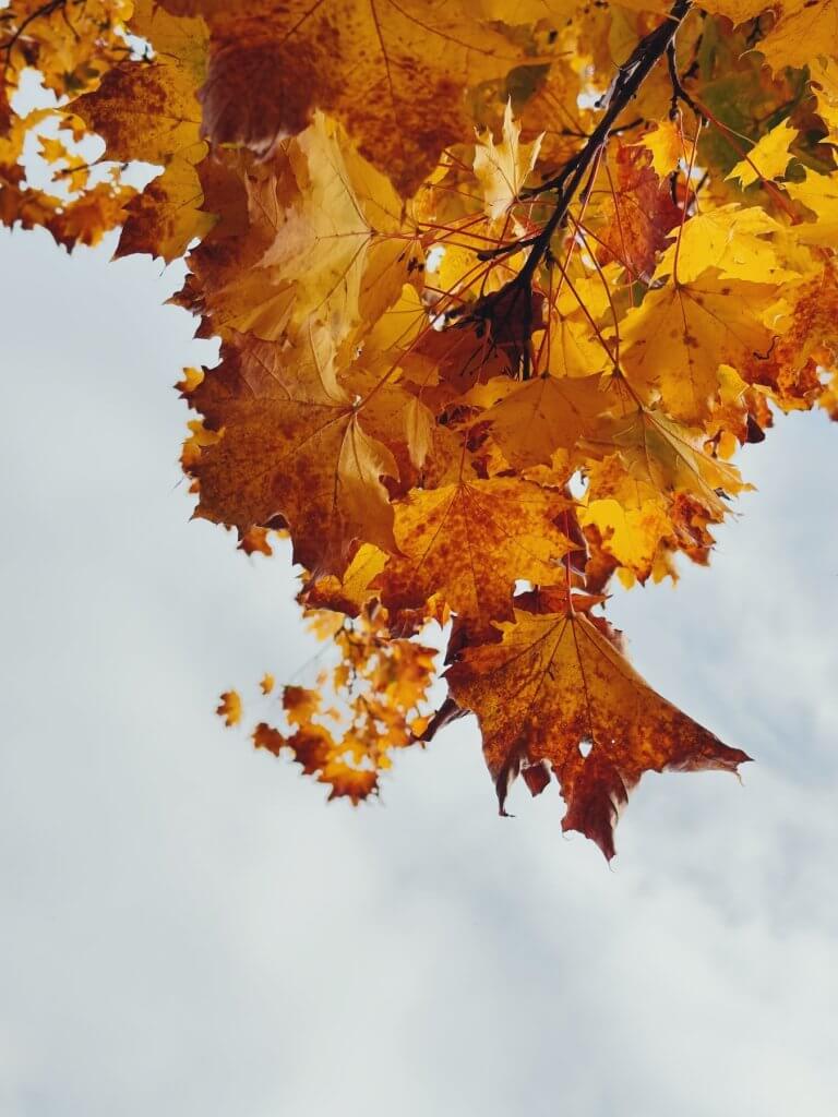 Matthias Maier | Golden