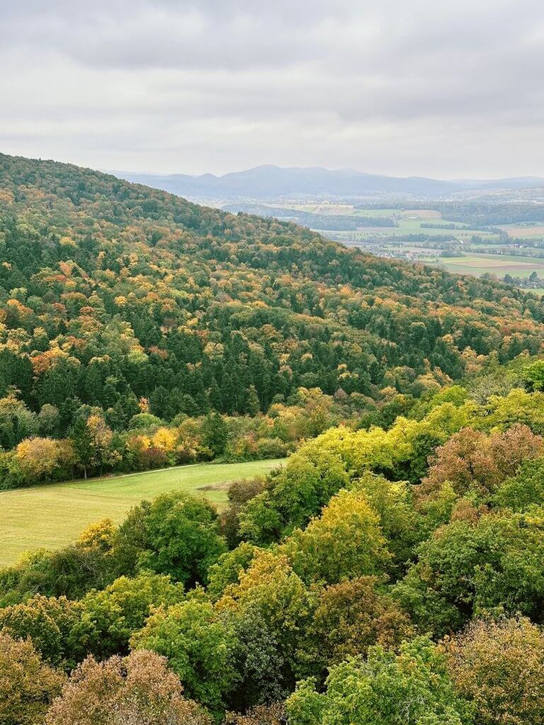 Matthias Maier | Fall forest