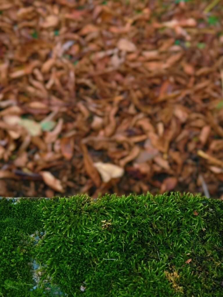 Matthias Maier | Moss