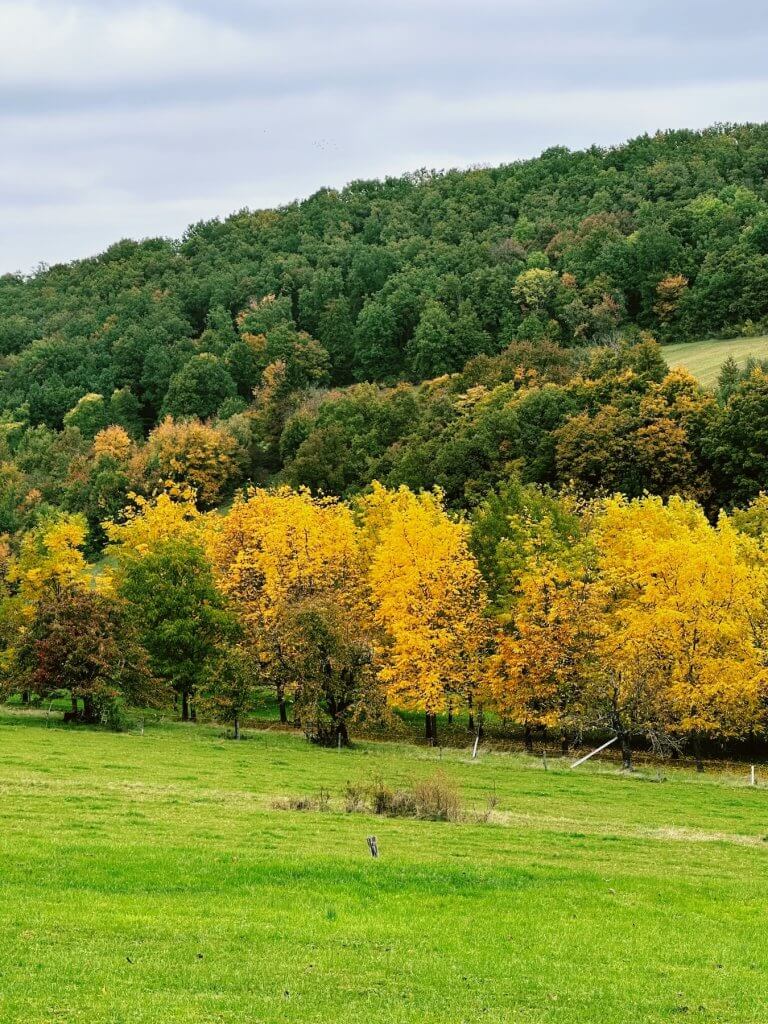 Matthias Maier | Turning yellow