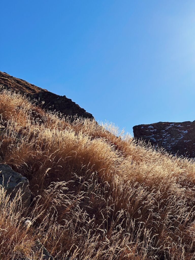Matthias Maier | Mountain grass against the sunlight