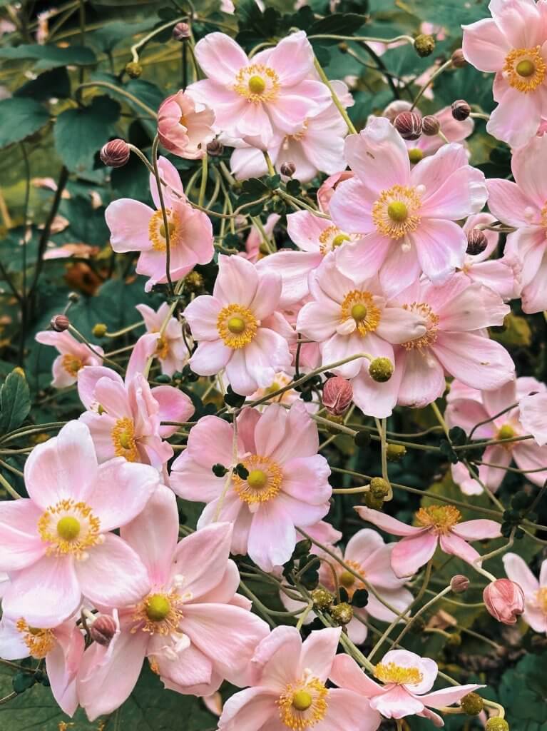 Matthias Maier | Fall blossoms