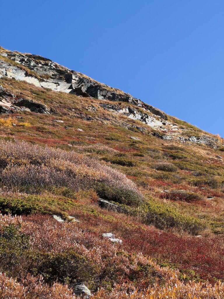 Matthias Maier | Alpine fall flora