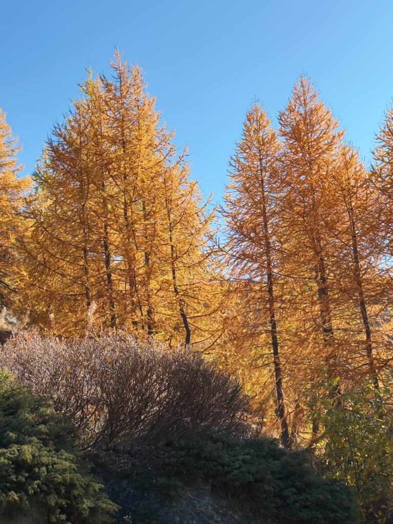 Matthias Maier | Golden larches